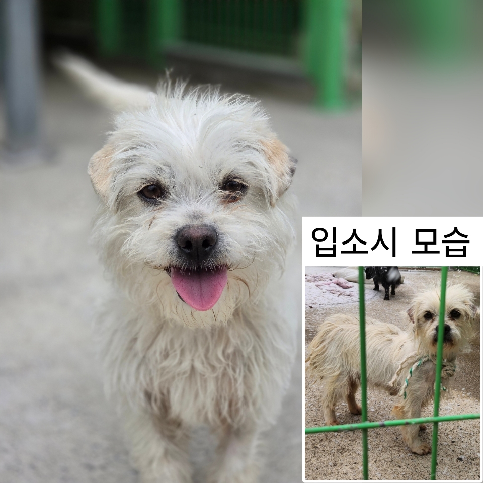 [개] 믹스견 충남-예산-2025-00017 유기동물 배경 이미지 입니다.